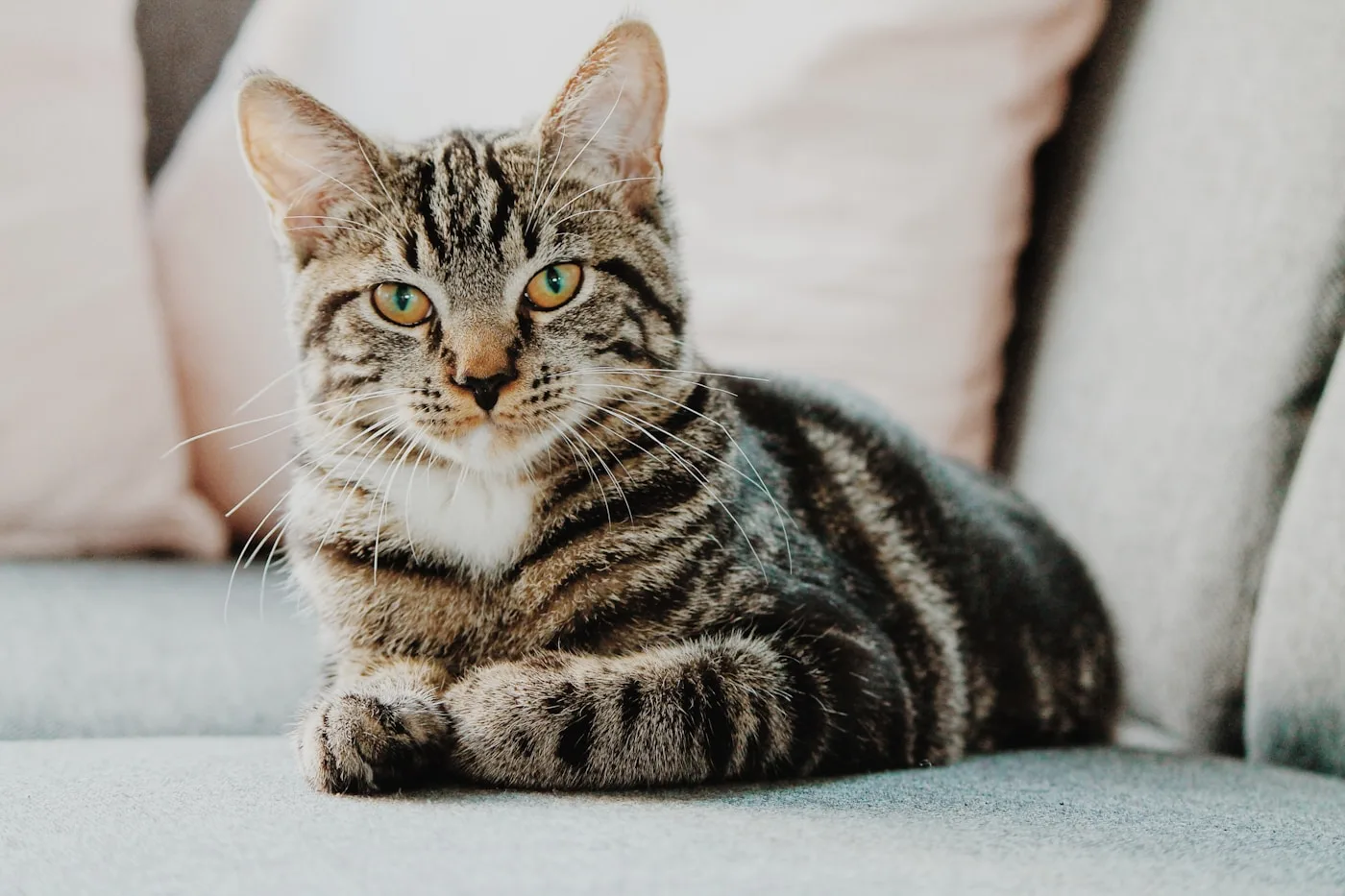 Understanding Pyometra: The Hidden Danger - Pyometra Surgery in Pets