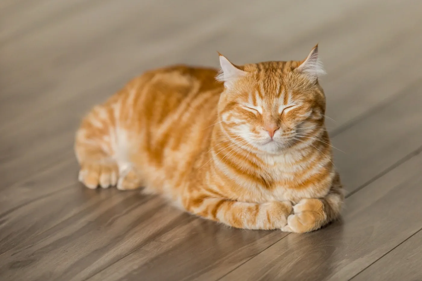 Comprehensive Diagnostics & Rapid Response - Pyometra Surgery in Pets