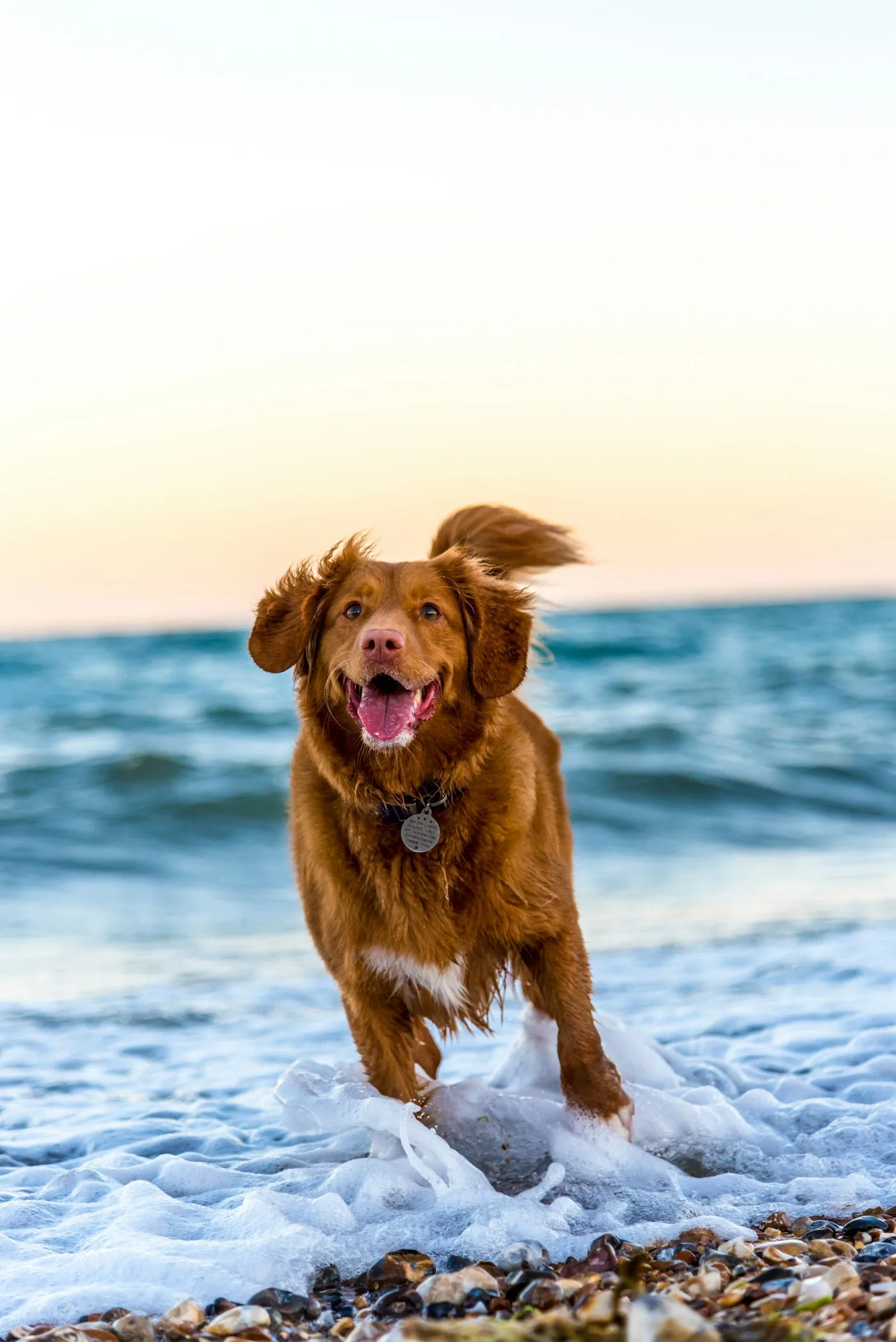 Pet CT Scan & Endoscopy from a Veterinarian Near You in Lancaster, CA - CT Scan & Endoscopy | Accurate Diagnosis & Care