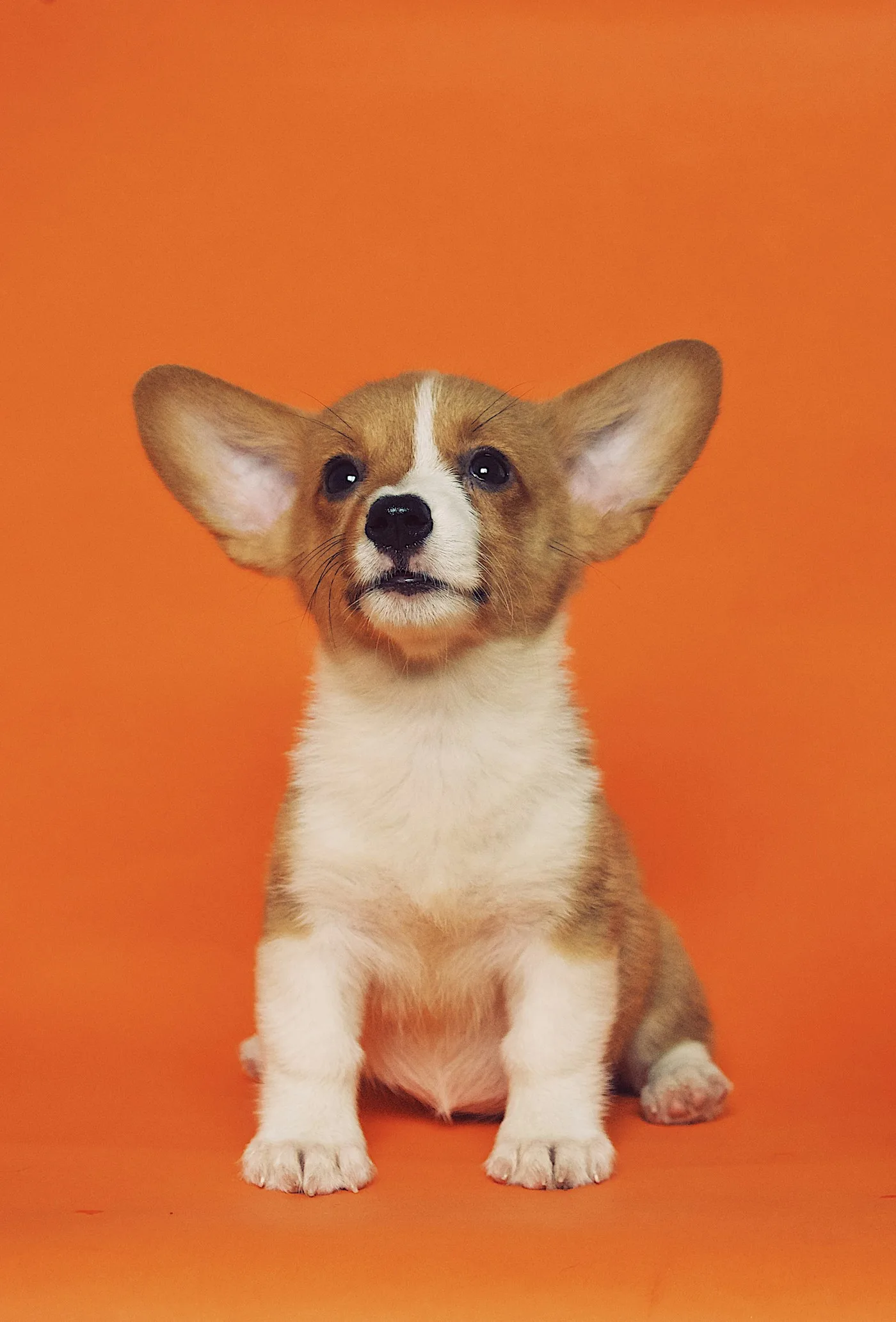 A Pet Endoscopy Near You - CT Scan & Endoscopy | Accurate Diagnosis & Care