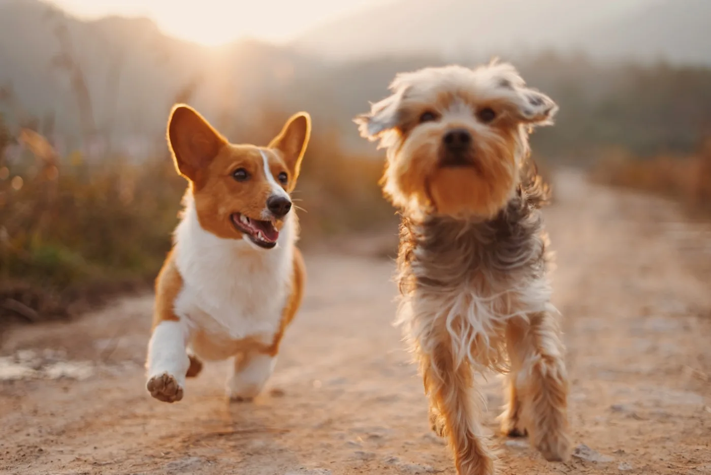 Vets in Palmdale, California - Vets in Palmdale California