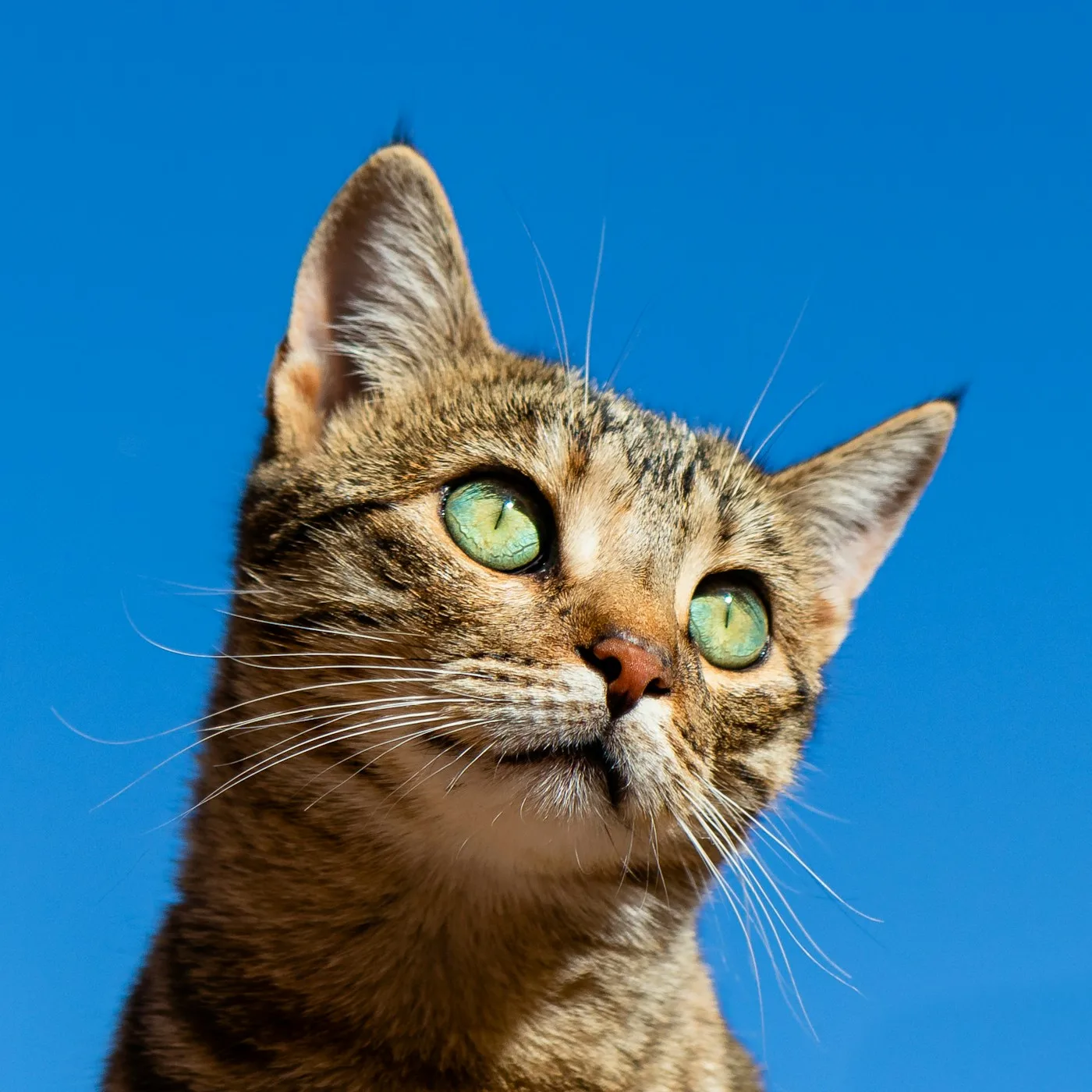 Understanding Veterinary Services in Palmdale - Vets in Palmdale California