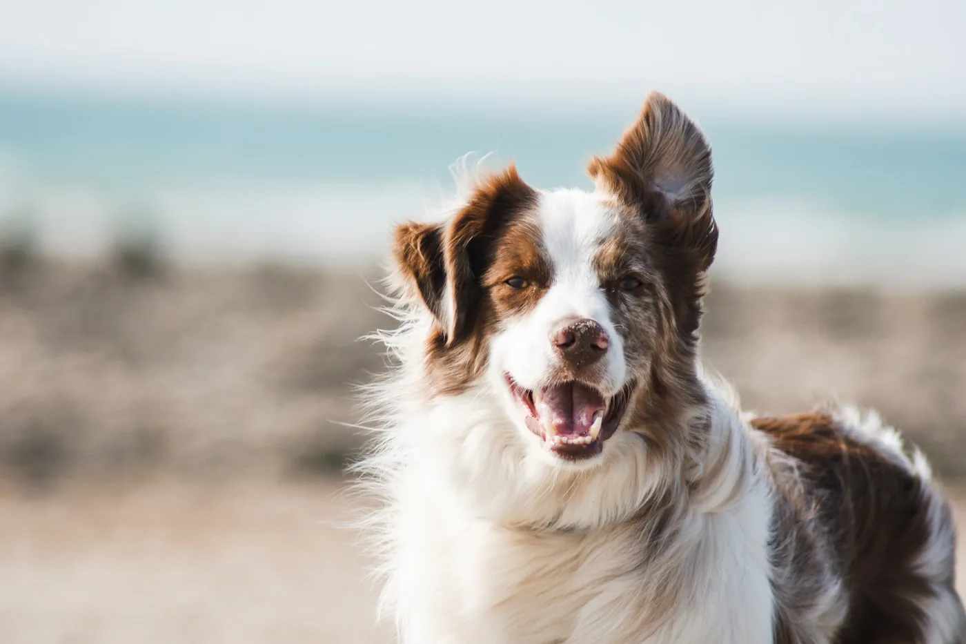 Emergency Veterinary Care in Palmdale - Vets in Palmdale California