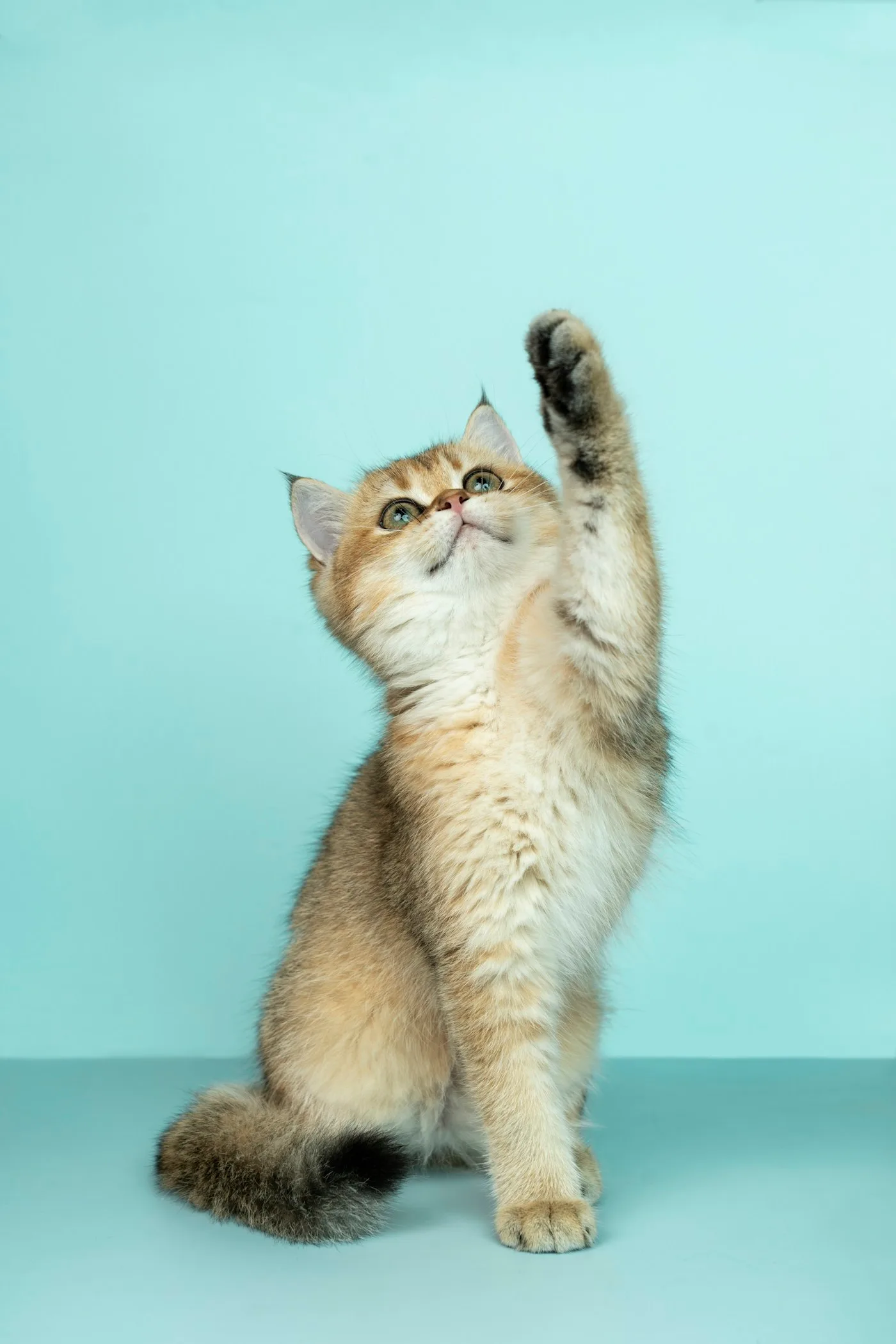Key Facts About Veterinary Care in Palmdale - Vets in Palmdale California