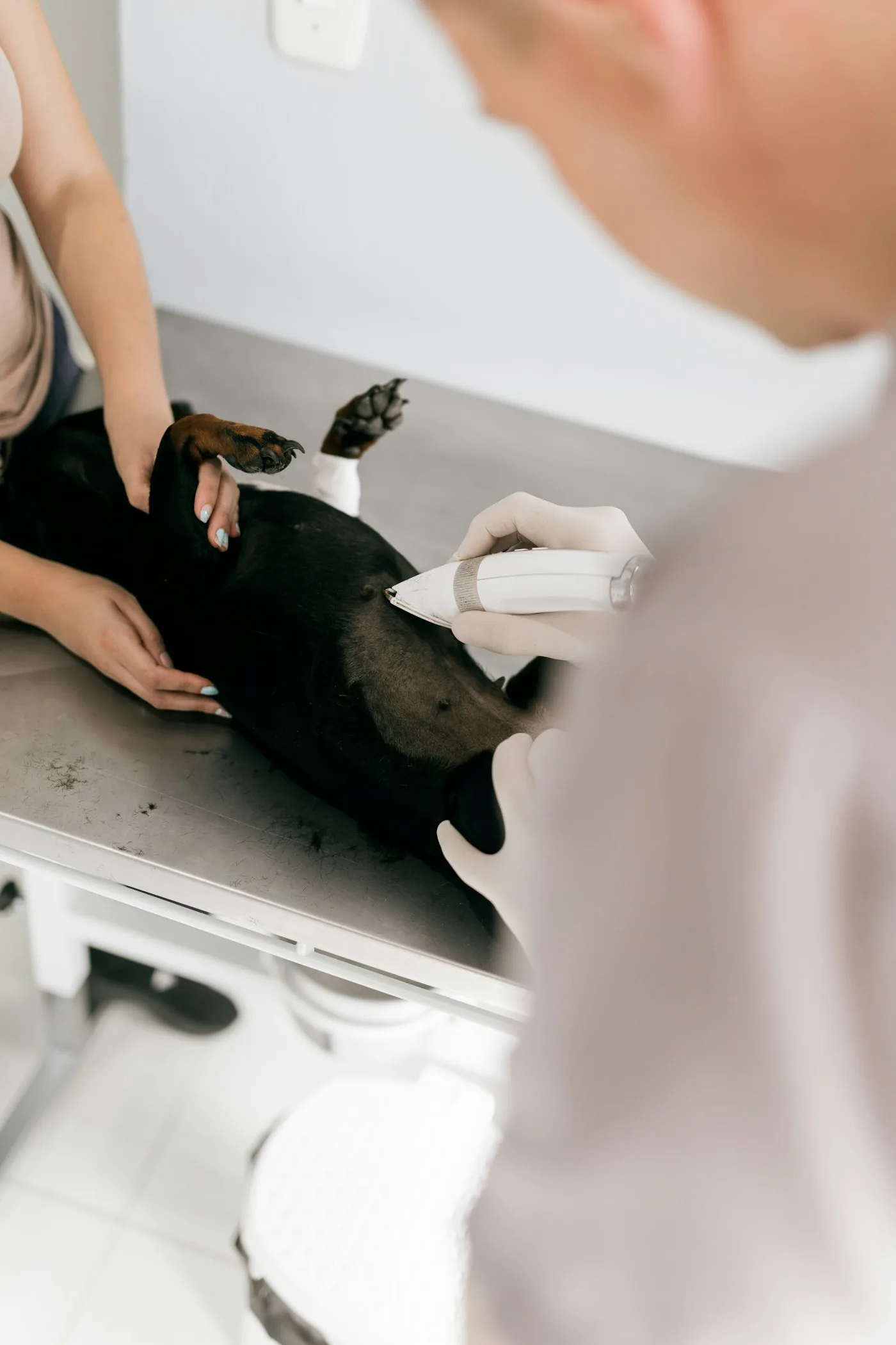 Why Local Veterinary Access Matters - Vets in Palmdale California