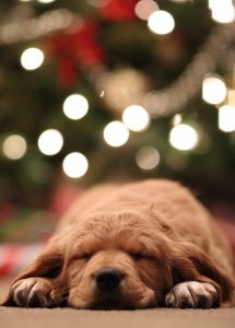 The Holidays and the Potential Pet Hazards